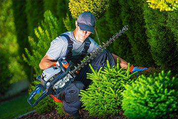 Trimming & Tree Pruning/Removal